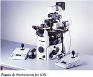 200,000 sperms/ml Incubate 3 h in fertilization medium Separate eggs from Sperm cells 4.