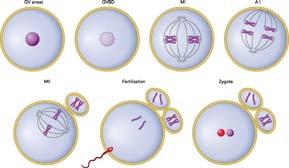 , 2011 Hassold and Hunt, 2001 Fødselsrate egne egg