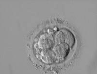 EMBRYOKVALITET - fragmentering Cytoplasmatiske rester som kommer ut i PV rommet (perrivitelinrommet) Andel av embryo som inneholder fragmenter (%) Fordeling