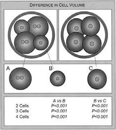 , 2011 EMBRYOMORFOLOGI blastomerstørrelse Cellestørrelsen synker med økende blastomerer og fragmentering (Hnida et al., 2004; Hardarson et al.