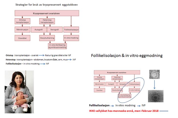 2006) (Tanbo et al. 2015) Donnez J. et al. Lancet, 364, 24.09.