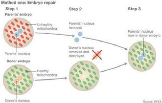 Genredigering (CRISPR) CRISPR (Clustered Regularly Interspaced Short Palindromic Repeats) Oppkalt etter en type DNA sekvens som først ble observert i bakterier 1) Two eggs are fertilised with sperm,