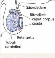 Referanseverdier varierer mellom laboratorier Forskjellige teknikker benyttes