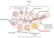 hcg Humant choriongonadotropin Måles i enheten internasjonale enheter per liter: IE/L (milli IE/ml). hcg skilles ut i maternell sirkulasjon etter implantasjonen, ca 6 12 dager etter ovulasjon.