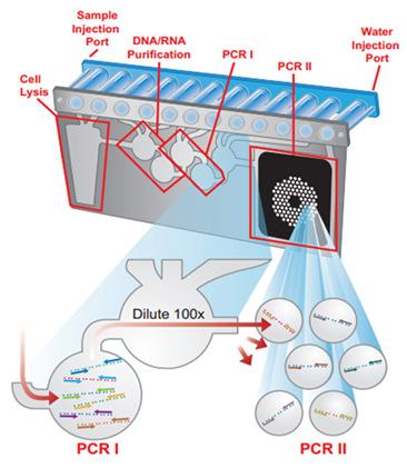 target er RNA transkript Hver PCR analyseres i triplikat.