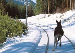 Foto: Sven Goll Foto: Anders Haakonsen Foto: Njål Svingheim Dyrepåkjørsler / Animal