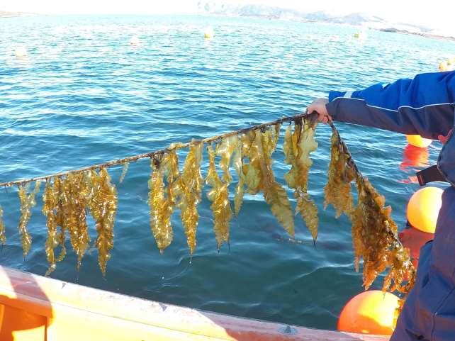 1 INTRODUKSJON Figur 1.1-1 Taredyrking her av sukkertare blir en stadig viktigere næring i Norge. TANGO Seaweed 1.