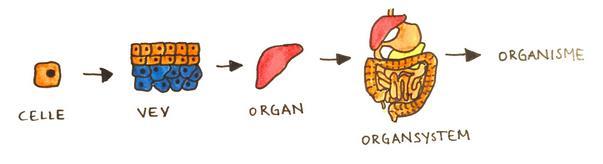 Et menneske består av ulike organsystem Organsystemene er bygd opp av organer Organer
