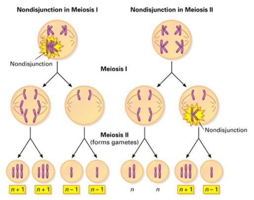 Endringer på kromosomnivå Numeriske antall kromosomer ikke 46 Monosomi