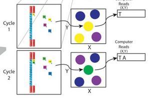 High throughput sekvensering (HTS) Metode for å finne baserekkefølgen (sekvensen) i DNA Baserer seg på at man har biter av DNA fra pasienten på en glassbrikke Man tilsetter fargede baser, og lar dem