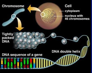 DNA opp De 3 milliardene basepar er ikke en sammenhengende tråd,