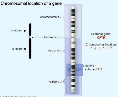 Gener Et gen er en definert bit av DNA som oftest fungerer som oppskrift for et bestemt protein Vi