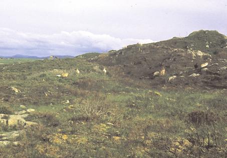 Lyngbrann på Lurekalven mai 1994. Gjerdet skiller område I og II.