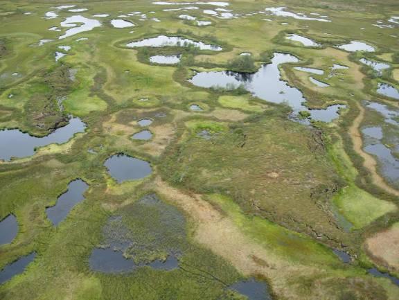 permafrost, våte storr- og ullområder og dammer