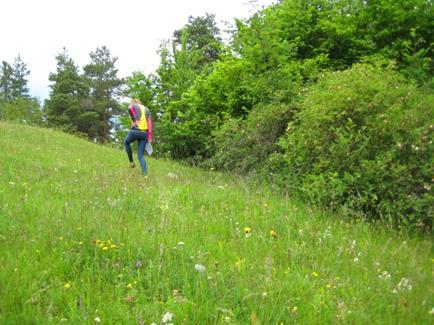 Ullhaugtoppen naturminne i juni 2016. Et av Modums verneområder. Foto: Anna Arneberg, Modum kommune Naturreservater I Modum er det 9 naturreservater.