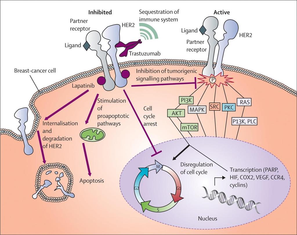 Figure 1 Trastuzumab: Mode of action The Lancet