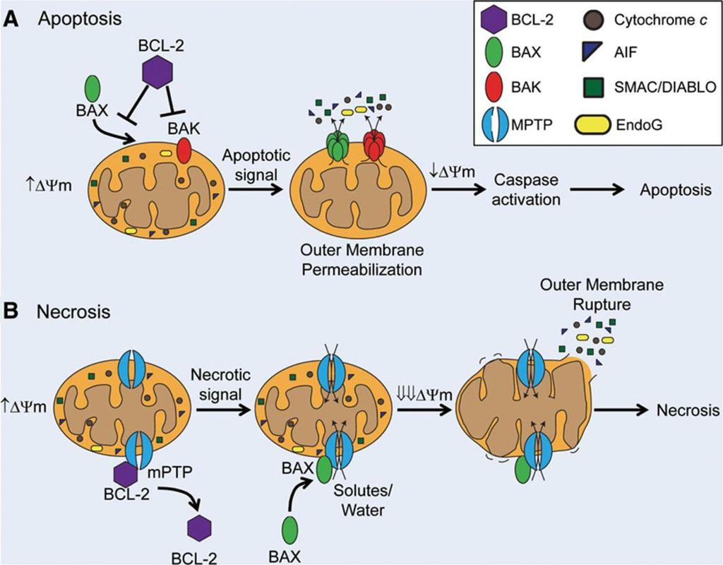 Mechanisms of mitochondrial membrane permeabilization. Dieter A. Kubli, and Åsa B.
