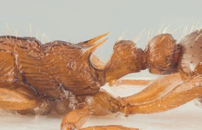 Skogeitermaur Myrmica ruginodis enn bredt, og pannelistene er svakt S-formet og svinger inn og tilbake rundt antennegropene i overkant. Ryggtaggene er forholdsvis lange.