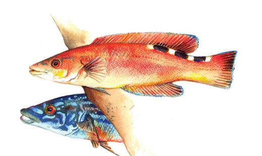 RØDNEBB / BLÅSTÅL LABRUS MIXTUS Dato/klokkeslett Den fisken vi kjenner som blåstål er den dominante