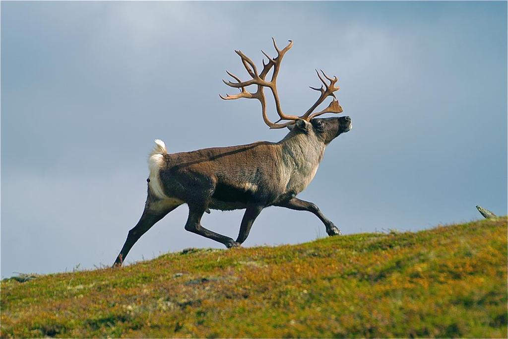 Ferdsel i villreinfjellet.