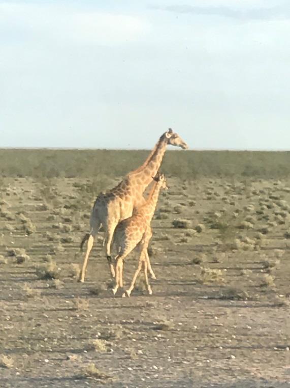 Etosha Etosha er en stor nasjonalpark i Namibia.