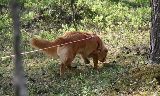 Konkurranser 2017 I 2017 så arrangerer Bardu Hund følgende konkurranser: Blodspor 24-25 juni 2017 Agility + Agility hopp 12-13 august 2017 Rallylydighet 12-13 august 2017 Blodsporskonkurransen vil