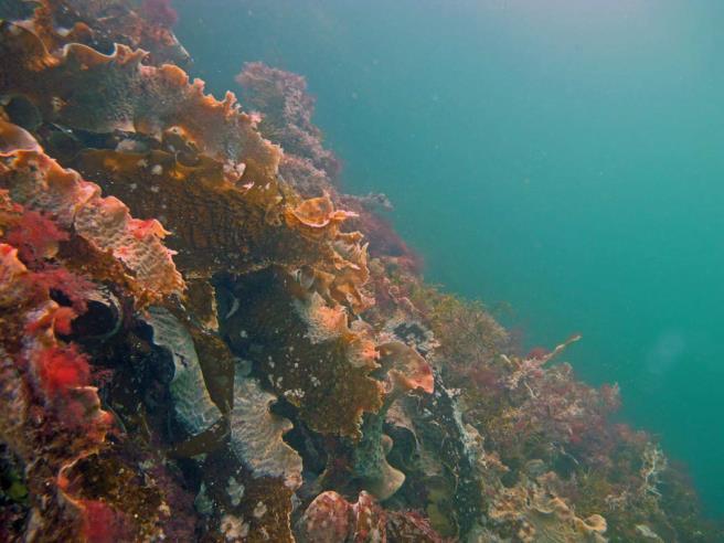 Det ser ut til at besøk av tropiske fiskeslag blir mer vanlig som følge av klimaendringene. og ålegras kan krype oppover. Sterke vinder som kommer oftere og sterkere vil påvirke tang og tare.