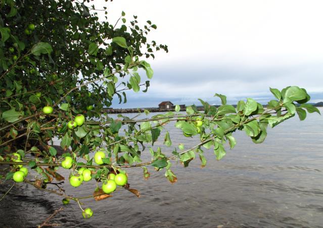 rødlistearter. På strendene vokser rødlistede havstrandplanter som sodaurt og strandtorn (begge sterkt truet).