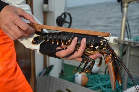 Bambletråler på feltet Merkeregistrerte fiskefartøyer i 2006 og 2016 Kragerø Bamble 2006 2016 2006 2016 9 7 43 33 Kilde: Fiskeridirektoratets statistikkbank.