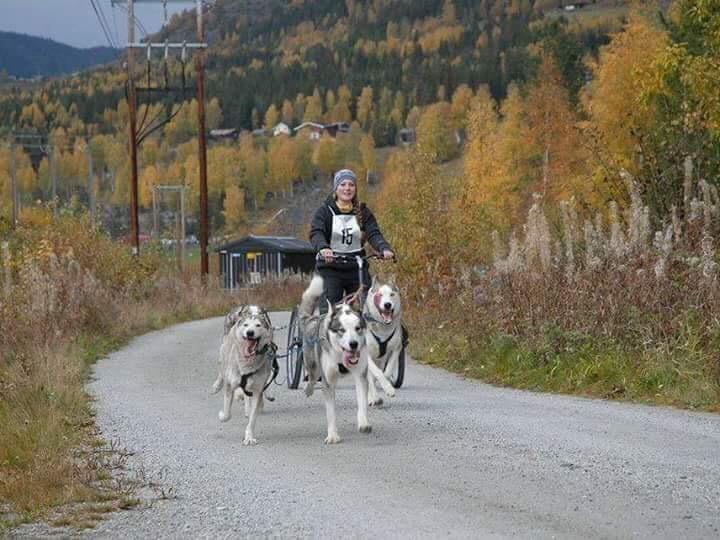 Start og målgang: Det blir start og innkomst ved MIF-hytta, Vikseterveien 18, Mjøndalen Løypa er 4,9 km. For Gutt/Pike 13-14 år blir løypa 3,2 km. Tidsplan: Parkeringsplass åpner kl. 0800 lørdag.