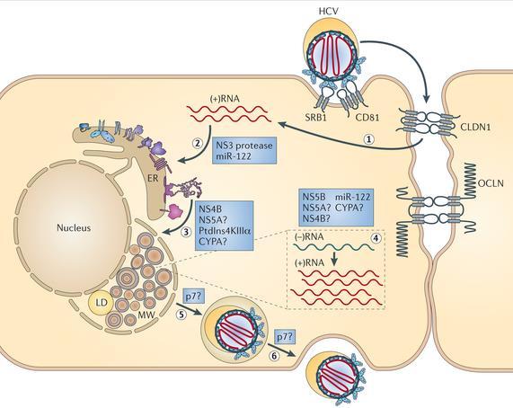 HCV-cellecyklus Proteasehemmer Polymerasehemmer