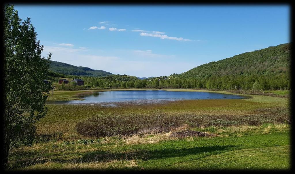 Loddvatnet har tradisjonelt vært en av de beste fuglelokalitetene i Salten, med to eller flere par horndykkere. Vatnet er vernet som Loddvatnet naturreservat.