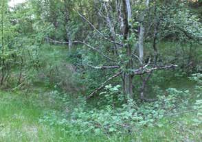 5m lang nedgravd, skrånende grøft i hjørnet av gropa, tilsvarende typer har blitt registrert i Baskabutskogen lenger opp i Reisadalen. Tilstand: god.