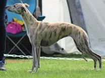 Courtborne Rock-A-Hula Baby Fawn Brindle and White NOR 2007 Sobers Lucifer Brindle and White ITA 2009 Whiprose Irish Coffee at Sobers Red Brindle and White ITA 2007 Sportingfield Primrose at Sobers