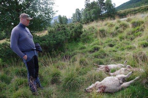 HVER ENESTE DAG: Hver dag dukker det opp ulveskadd sau. Her venter Sagmoen på at SNO skal komme og dokumentere hva som har skjedd med lammene han måtte skyte.