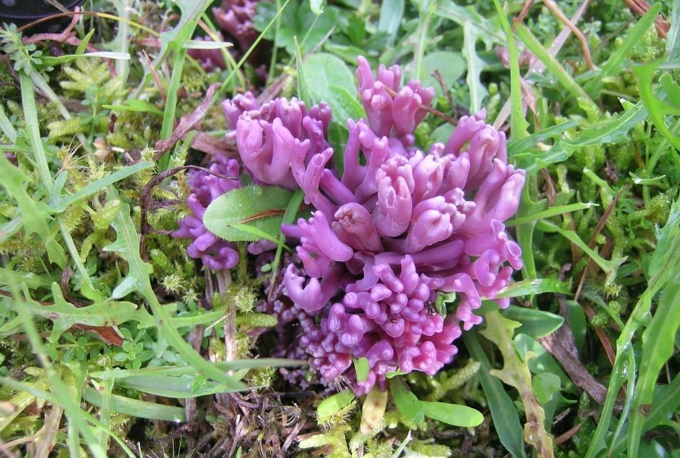 Fiolett greinkøllesopp Clavaria zollingeri (VU -