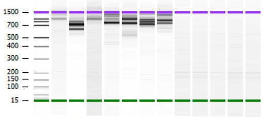 Bioanalyzer