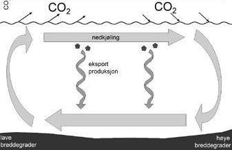 BLÅTT KARBON fysisk karbonpumpe Den fysiske (uorganiske) karbonpumpen innebærer at overflatevann på vei mot nord avkjøles og får økt løselighet for CO 2 I kalde havområder blandes