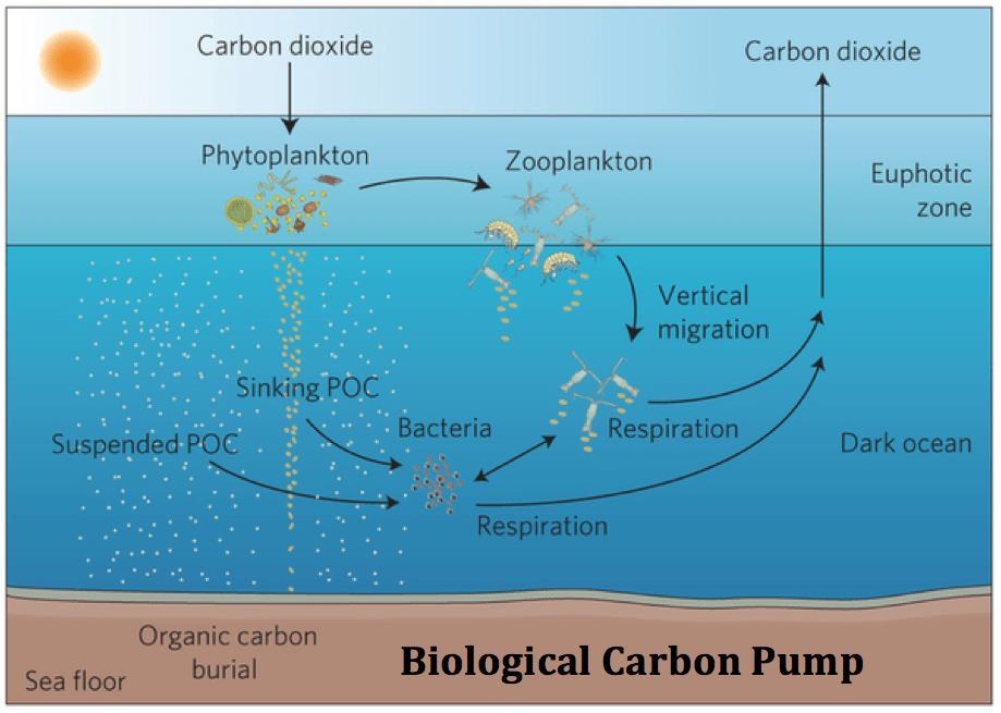 HAVETS KARBONSYKLUS biologisk karbonpumpe I den biologiske (organiske) karbonpumpen tas CO 2 opp i planteplankton via fotosyntesen og går inn i næringskjeden via zooplankton og høyere trofiske