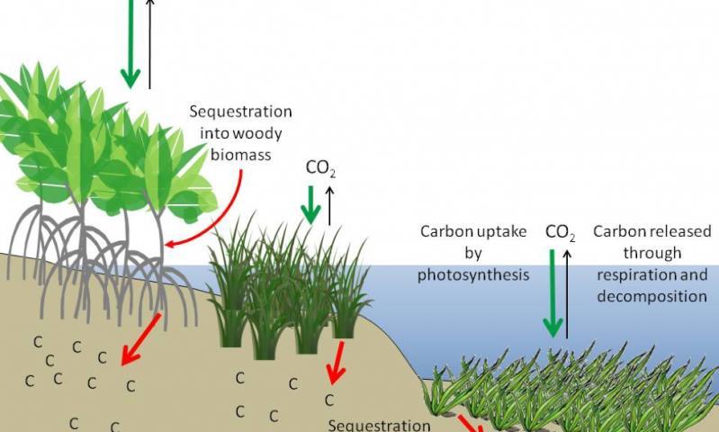 BLÅ SKOG SOM KARBONSLUK CO 2 Fotosyntese Respirasjon Lagring Karbonsluk er reservoarer av karbon som bremser tilførselen av CO 2 til atmosfæren Mangrove, saltmarsker