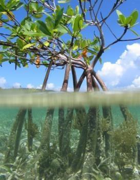 MANGROVE Tropisk Planter Salt/brakt vann Sandbunn/mudder (ofte anoksisk) En av