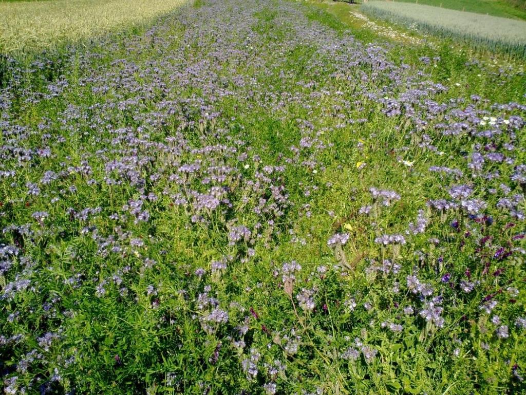 gressmark/beite og blandingsskog. BILDE 5 Bjørke 20. juli.