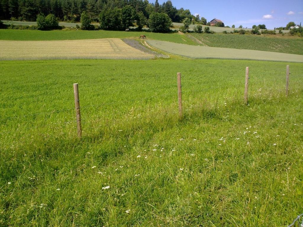 BILDE 6 Bjørke 20. juli 2017. Landskapsbilde mot det undersøkte blomsterfeltet.