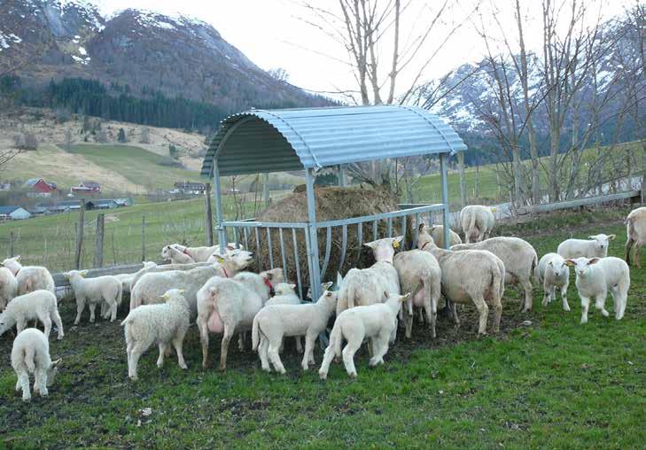 Tilgang på grovfôr på vårbeitet er viktig for å få ein mjuk overgang til vårbeite. Foto: Ole B Aardal haldet i kraftfôr er deklarert på denne måten.