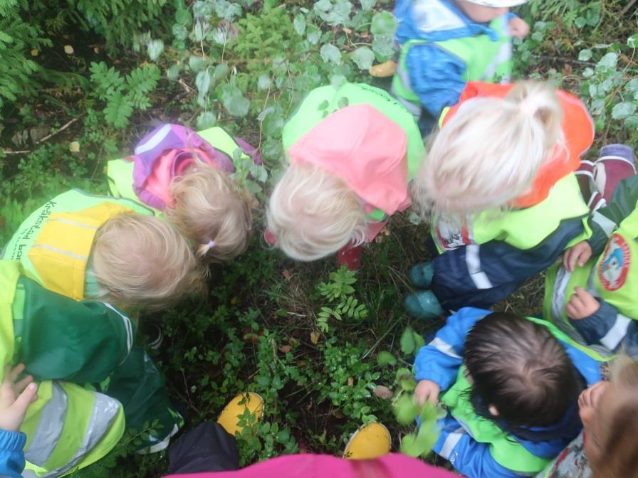 Vi går tur og utforsker i nærområdet benytter skogen bak barnehagen, Hanselund og idrettsplassen blant annet.