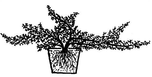 Planteskolevarer er lignoser (vedplanter) og stauder.