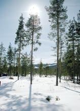 NYTT FRA LOKALLAGENE 24 Du grønne, glitrende tre god dag! Velkommen du som vi ser så gjerne, med julelys og med norske flagg og høyt i toppen den blanke stjerne!