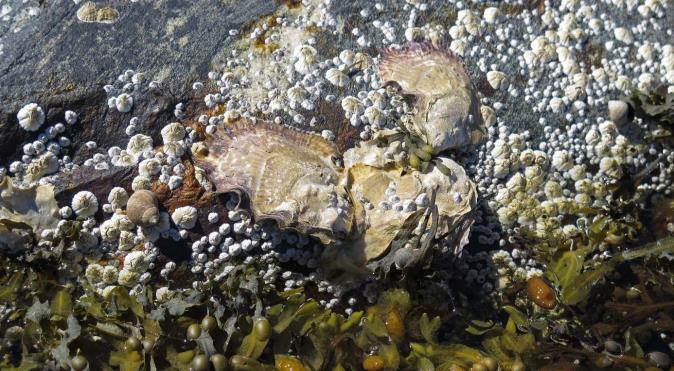 undersøkelser fra havområdet mellom Arendal og Hirtshals viste lave konsentrasjoner.