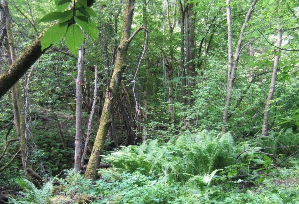 en skogkledd ravine på vestsiden av dagens jernbane, i nærheten av Kobbervikdalskrysset hvor Holmestrandsveien
