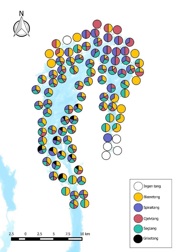 Horisontalutbredelse av tang små endringer Tangvegetasjon og utvikling i tangsamfunnene langs Indre Oslofjords rand er godt dokumentert.
